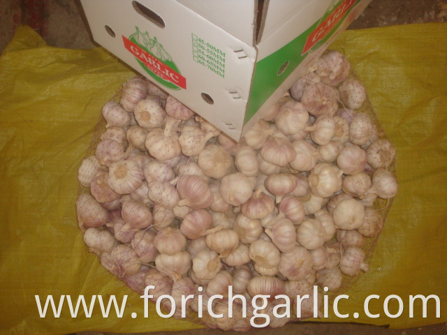 Normal White Garlic